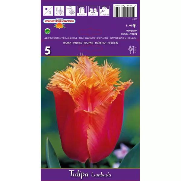 Resasti tulipani Lambada