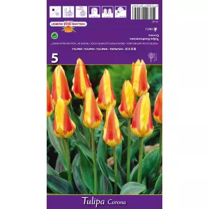 Tulipani Kaufmanniana Corona
