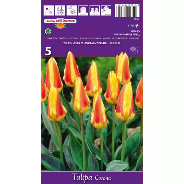 Tulipani Kaufmanniana Corona