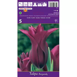 Tulipani tip ljiljana Burgundy