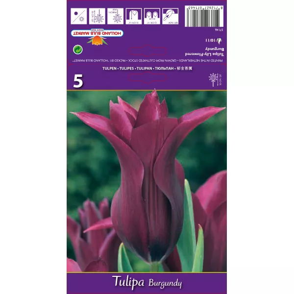 Tulipani tip ljiljana Burgundy