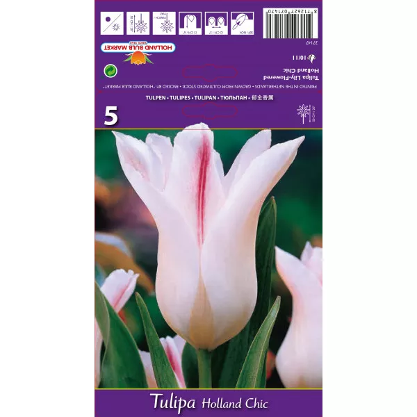 Tulipani tip ljiljana Holland Chic