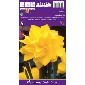 Dvostruke narcise (pune) Golden Ducat