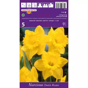 Narcis s velikom krunom Dutch Master