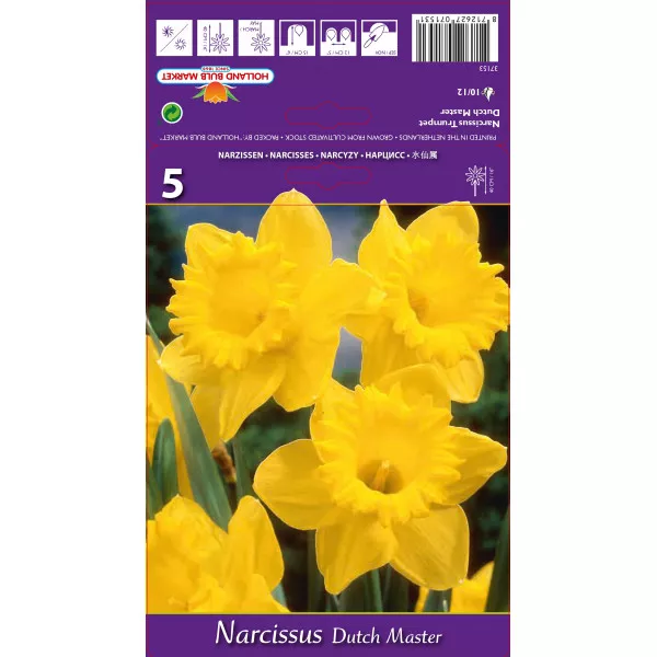 Narcis s velikom krunom Dutch Master