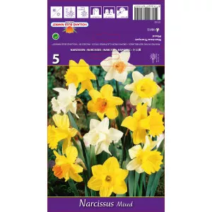 Narcis s velikom krunom mix multicolor
