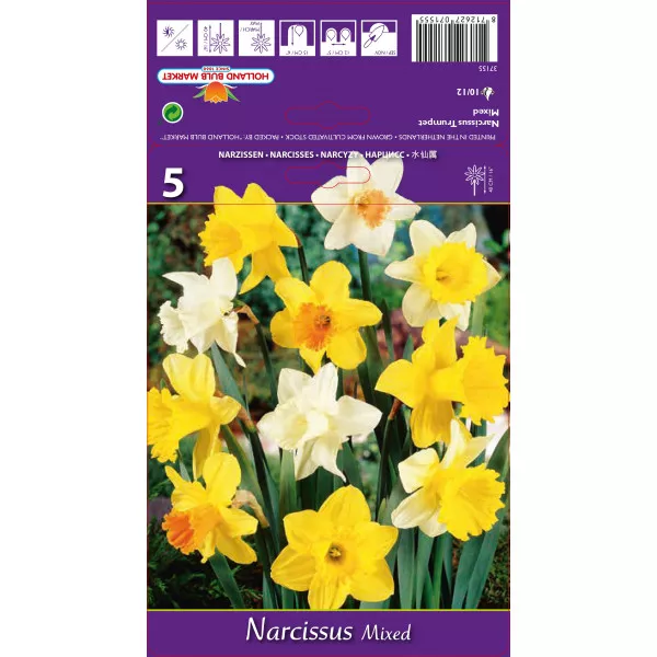 Narcis s velikom krunom mix multicolor