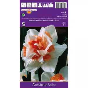 Narcis dvostruki (puni) Replete