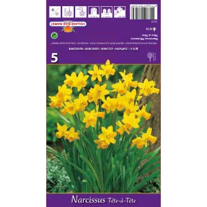 Narcis patuljasti Tete a Tete