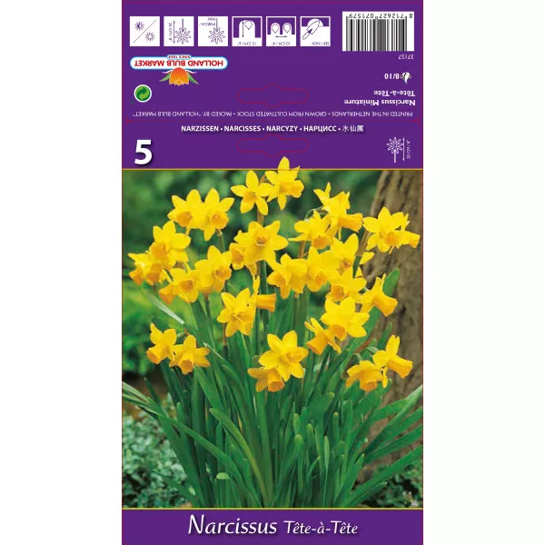 Narcis patuljasti Tete a Tete