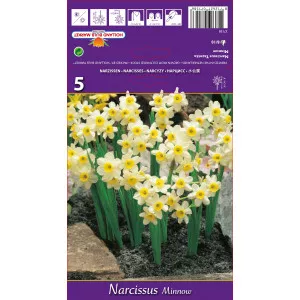 Narcis patuljasti Minnow