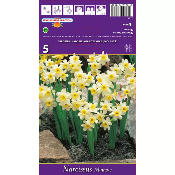 Narcis patuljasti Minnow