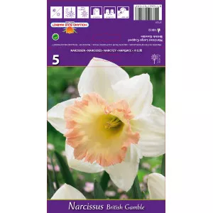 Narcis s velikom krunom British Gamble