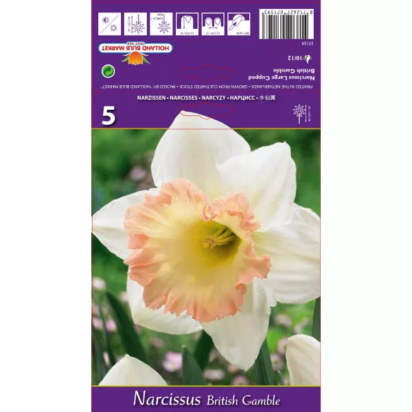 Narcis s velikom krunom British Gamble