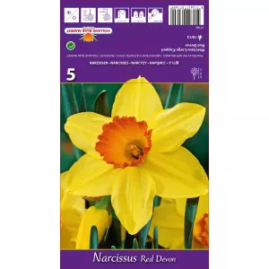 Narcis s velikom krunom Red Devon