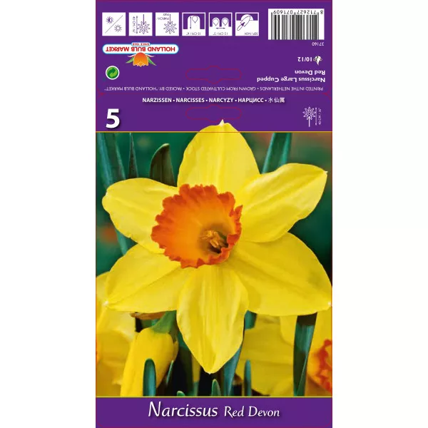 Narcis s velikom krunom Red Devon