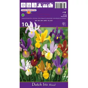 Nizozemski iris mješavina