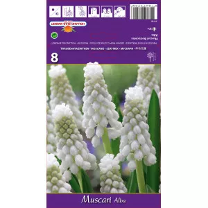 Muscari Album