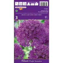Allium Purple Sensation