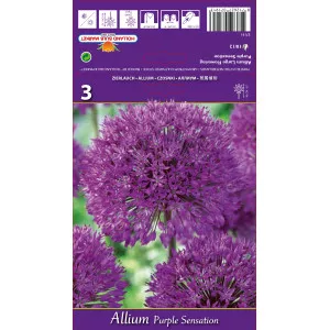 Allium Purple Sensation