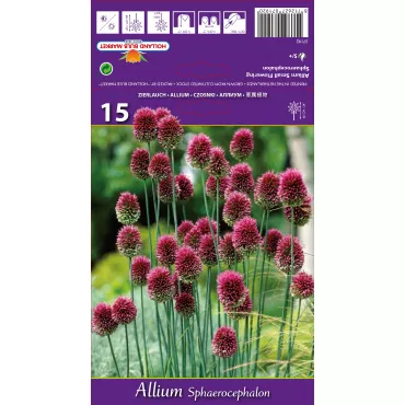 Allium sphaerocephalon