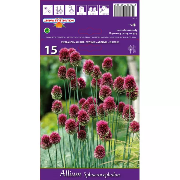 Allium sphaerocephalon