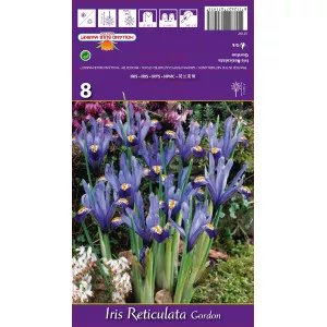 Patuljasti iris Gordon