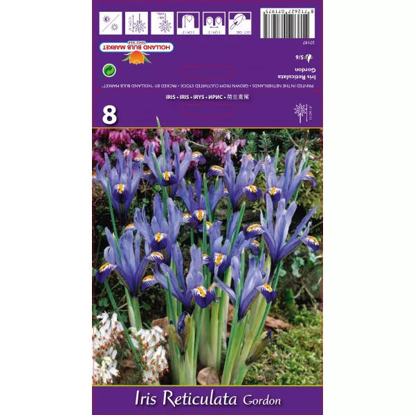 Patuljasti iris Gordon