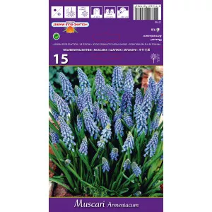 Muscari Armeniacum