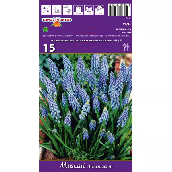 Muscari Armeniacum