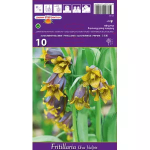 Carska kruna (Fritillaria) Uva vulpis