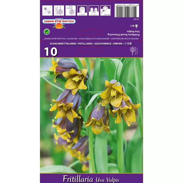 Carska kruna (Fritillaria) Uva vulpis