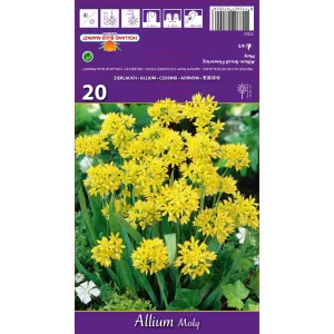 Allium Moly