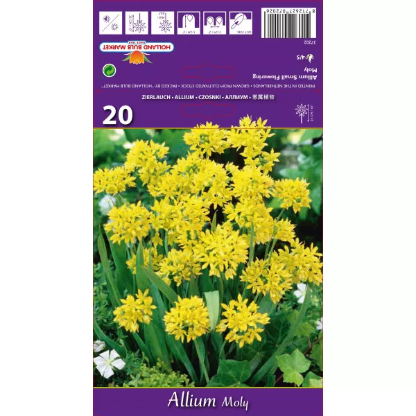 Allium Moly