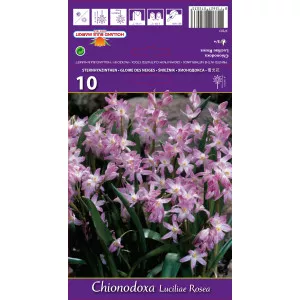 Chionodoxa luciliae Rosea
