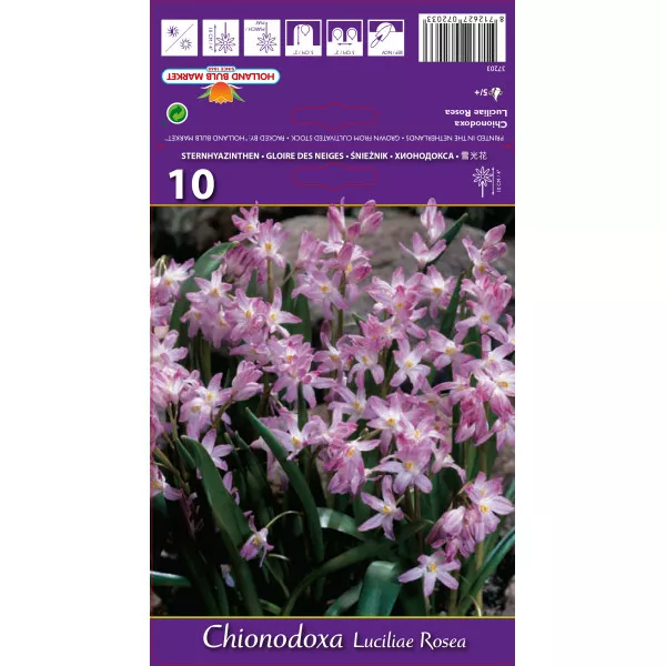 Chionodoxa luciliae Rosea
