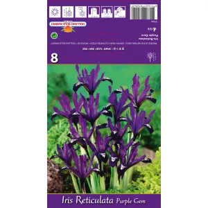 Patuljasti iris Purple Gem