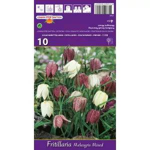 Carska kruna (Fritillaria) Meleagris mix multicolor