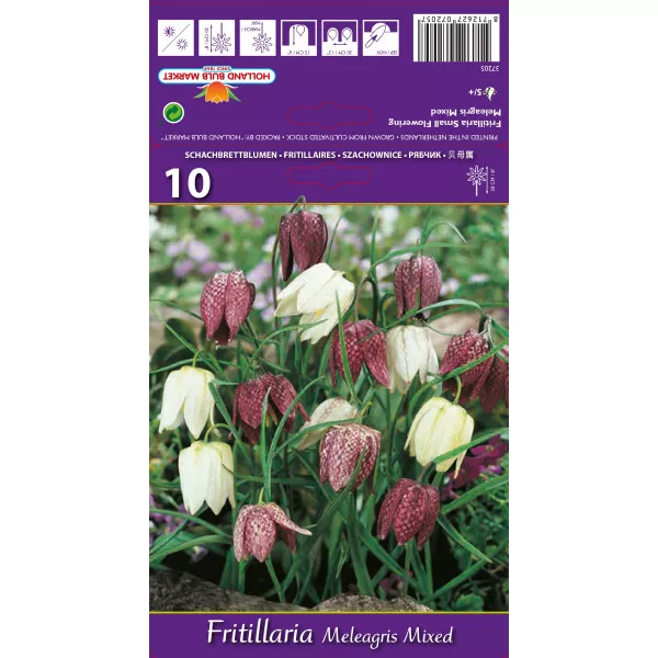 Carska kruna (Fritillaria) Meleagris mix multicolor