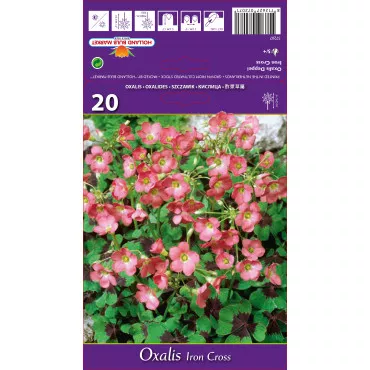 Oxalis Iron Cross