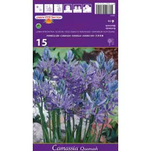 Camassia quamash