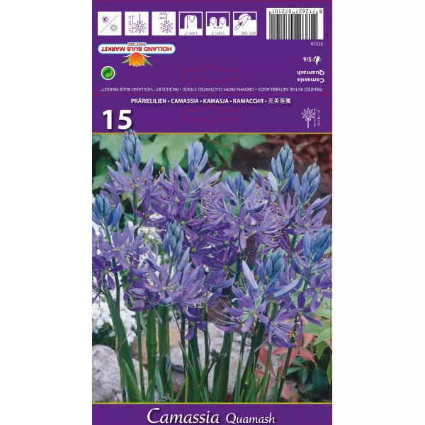 Camassia quamash