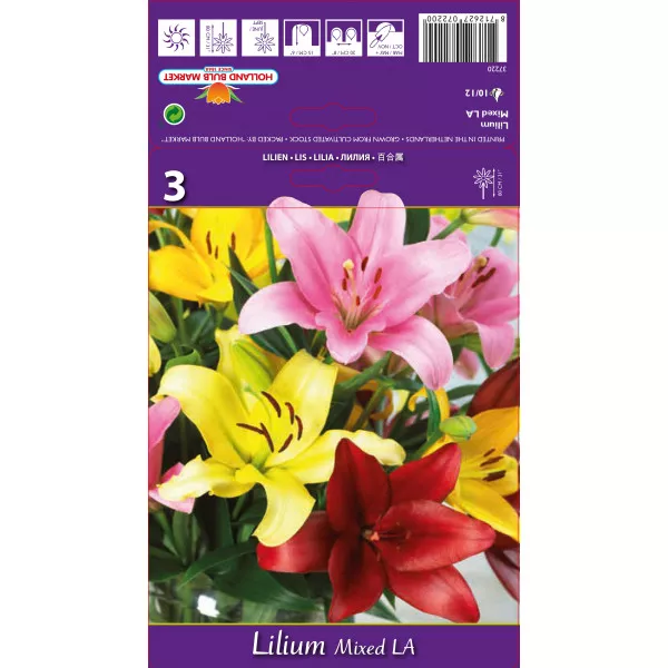 Azijski ljiljan dugocvjetni (LA) mix multicolor