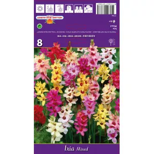 Ixia mix multicolor