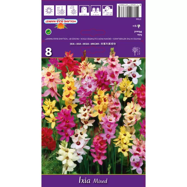 Ixia mix multicolor