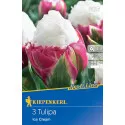 Tulipan Ice Cream