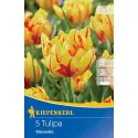 Tulipan Monsella