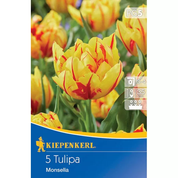 Tulipan Monsella