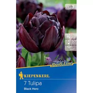 Tulipan Black Hero
