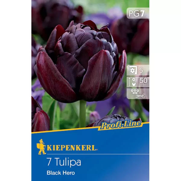 Tulipan Black Hero